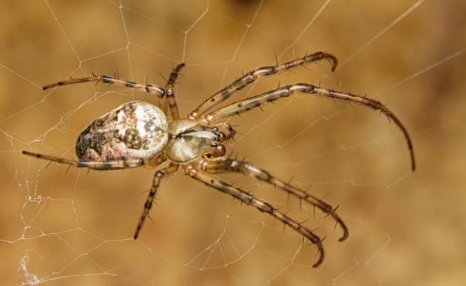 Учени установиха скритата причина за страха ни от паяци