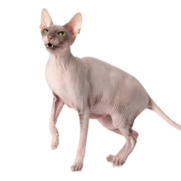 Донски сфинкс