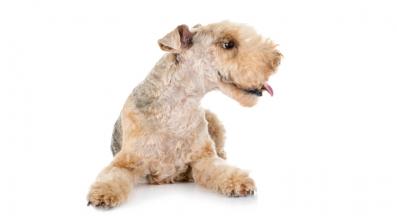 Лейкландски Териер