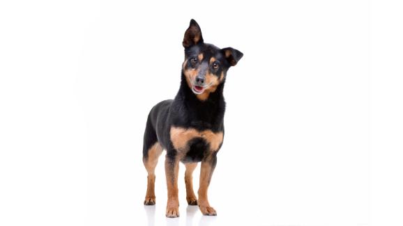 Ланкашир Хилер