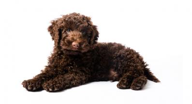 Лабрадудел