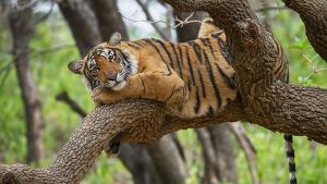 Индийската служба за защита на тигрите NTCA обяви че 126