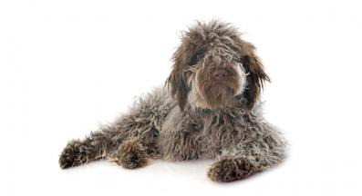 Лагото Романьоло