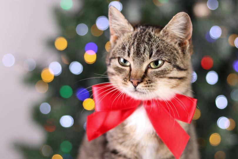 Дневен хороскоп за 31 декември, петък - снимка 4