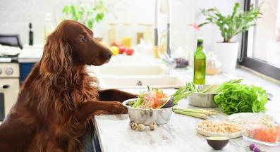 куче зеленчуци