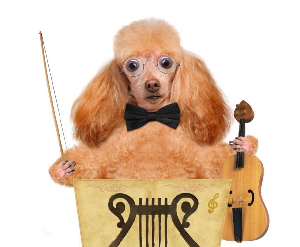 куче цигулка класическа музика