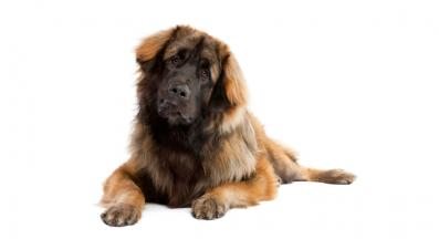 Леонбергер