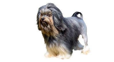 Лъвско куче