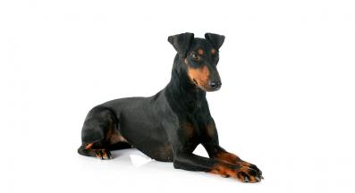 Манчестър териер