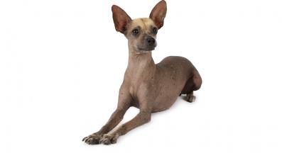 Мексиканско голо куче