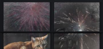 Как да успокоя котката ми по време на новогодишната заря