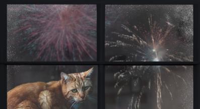 уплашена котка