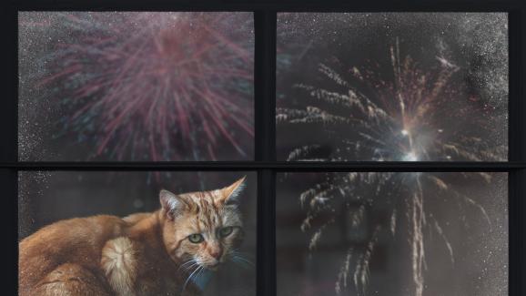Как да успокоя котката ми по време на новогодишната заря
