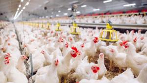 Започна евтаназирането по хуманен начин на близо 40 000 кокошки носачки