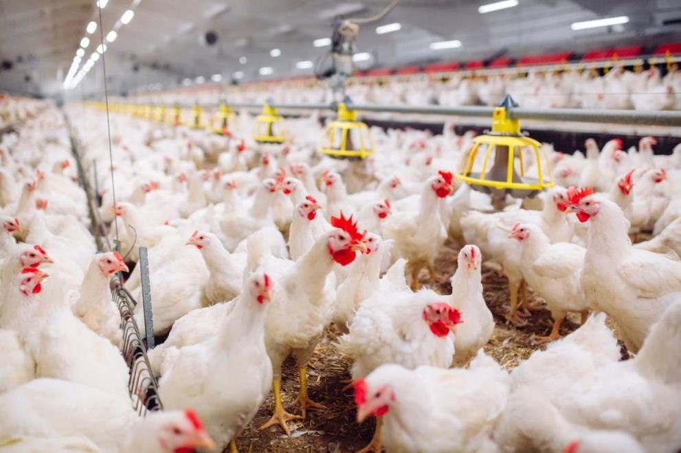 Ще бъдат унищожени всички 395 000 кокошки носачки от промишлената