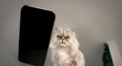 котка събаря предмети