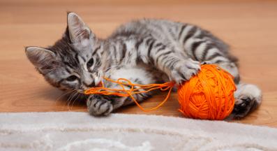 котка и прежда