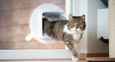 котешка вратичка