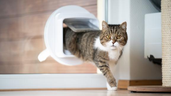 Трябва ли ми котешка вратичка