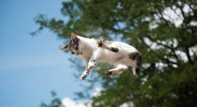 котки Египет