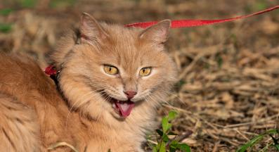 котка диша тежко