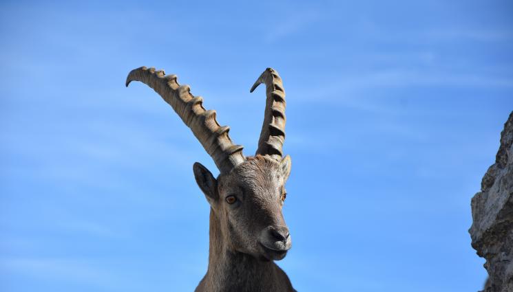 Астро - АСТРО: Козирогът може всичко, обича работата, мрази риска