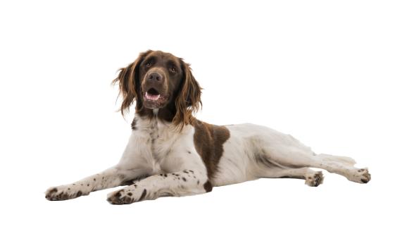 Малък Мюнстерлендер