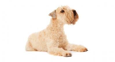 Мекокосмест пшеничен териер