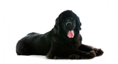 Нюфаундленд