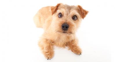 норфолк териер