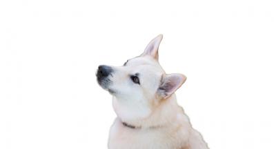 Норвежки бухунд