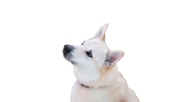 Норвежки бухунд