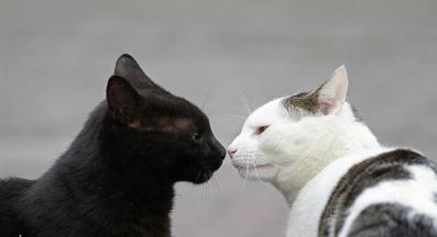 запознаване на котки