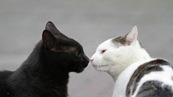 Как да запозная котката ми с ново коте