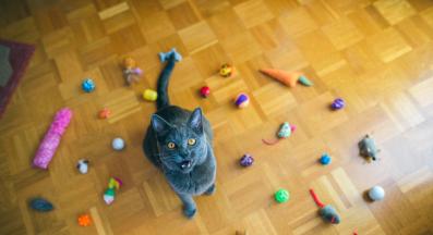 котешки играчки