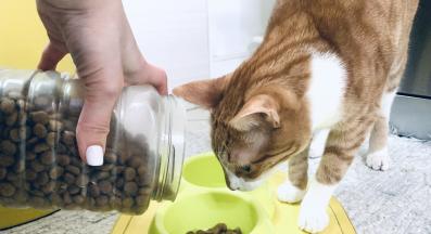 котешка храна