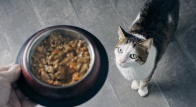 котка и котешка храна