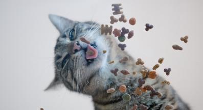 котешка храна