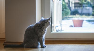 котешка храна