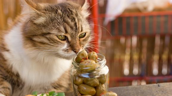 Безопасни ли са маслините за котките