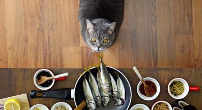 котка и риби