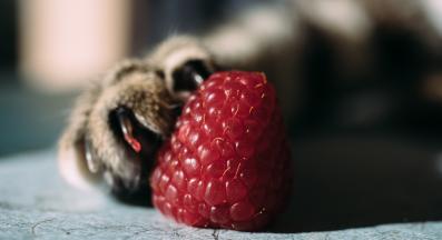 котешка лапа и малина