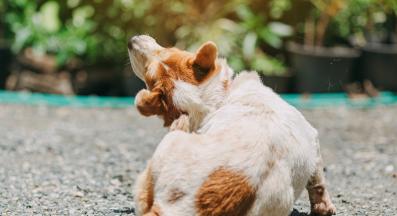 алергии при кучета