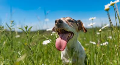 кучешка муцуна