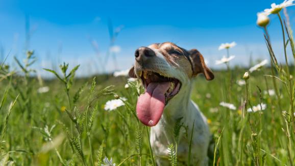 кучешка муцуна