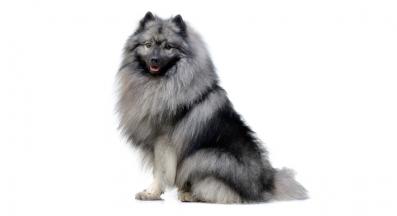 немски шпиц