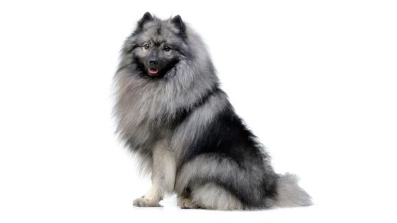 немски шпиц