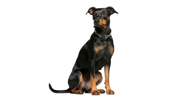 Немски Пинчер