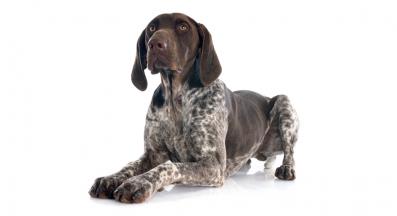 Немски късокосмест птичар