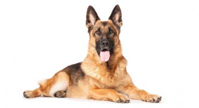 Немска овчарка